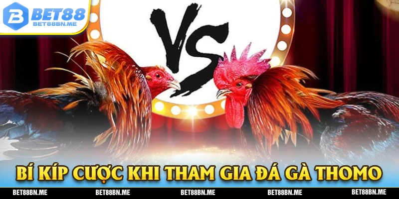 BET88 chia sẻ bí kíp chơi đá gà thomo hiệu quả nhất
