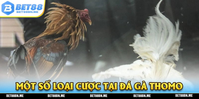 Một số hình thức đá gà thomo phổ biến nhất