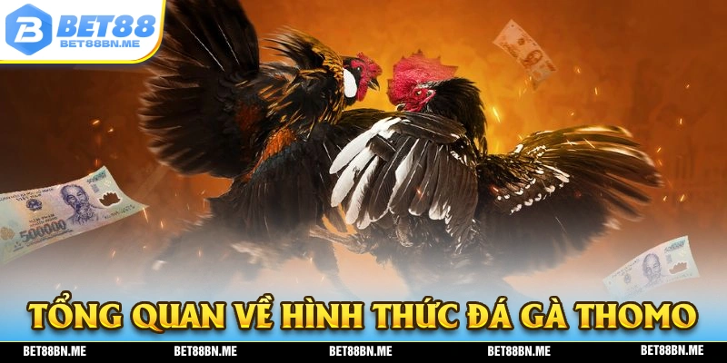 Tổng quan về hình thức đá gà thomo