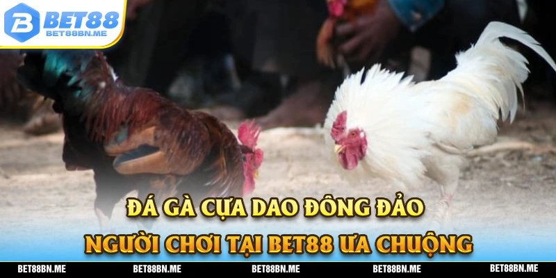 Hình thức đá gà cựa dao luôn nhận được rát nhiều sự yêu thích từ phía người chơi