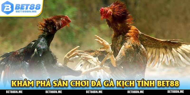 Khám phá ngay sân chơi đá gà BET88 đầy kịch tính và hấp dẫn