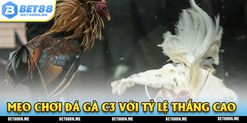 Mẹo chơi đá gà C3 với tỷ lệ thắng cược cực cao