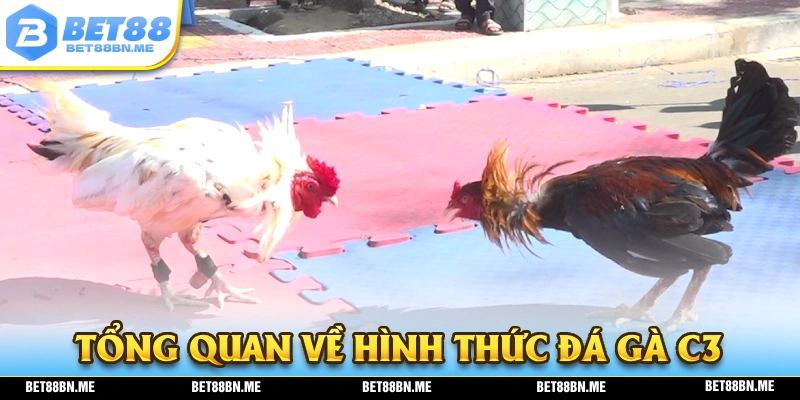 Tổng quan về hình thức giải trí đá gà C3